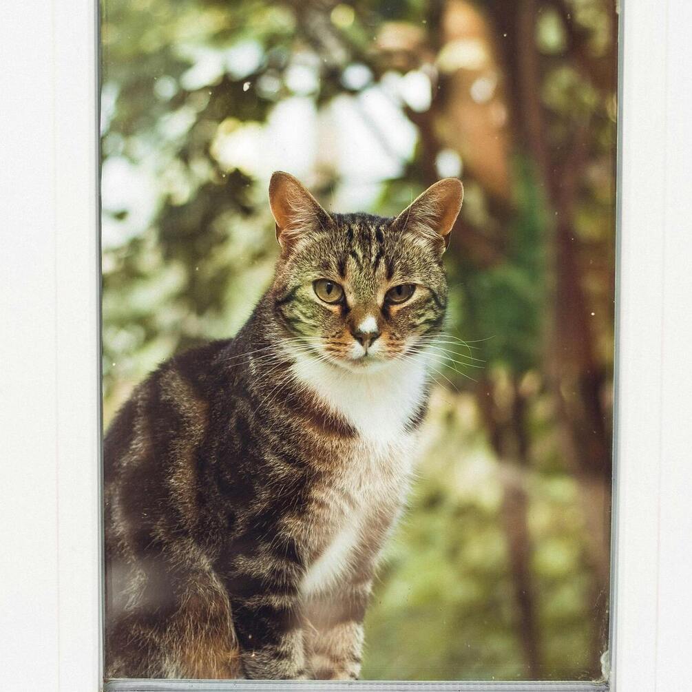 Jak zapewnić kotowi chłód i wygodę podczas upałów: letnie triki