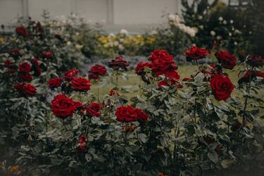 Ці кухонні відходи стимулюють цвітіння троянд: отримайте пишні клумби за безцінь