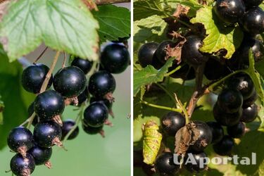Чим підживлювати смородину навесні, щоб був великий врожай