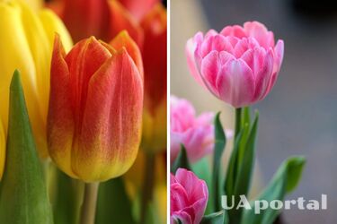 Тюльпаны будут стоять в вазе две недели и не увянут: лайфхаки от специалистов