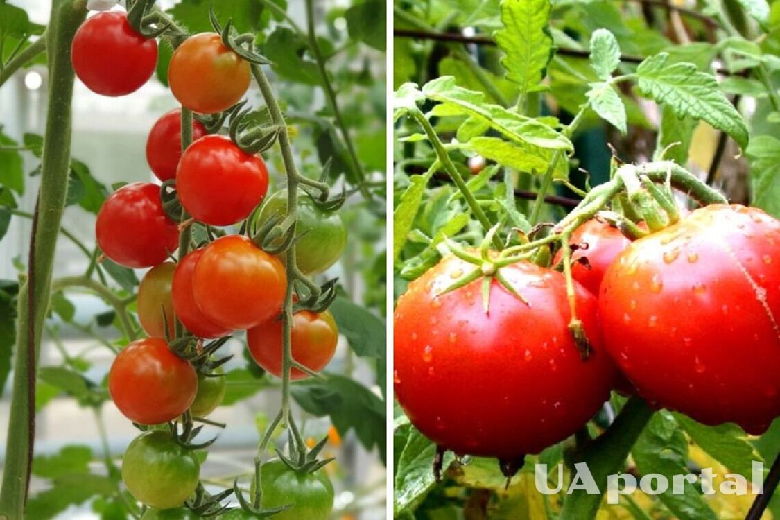 Обов'язково додайте це при посадці розсади: найкраще добриво для помідорів