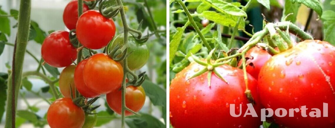 Обязательно добавьте это при посадке рассады: лучшее удобрение для помидоров