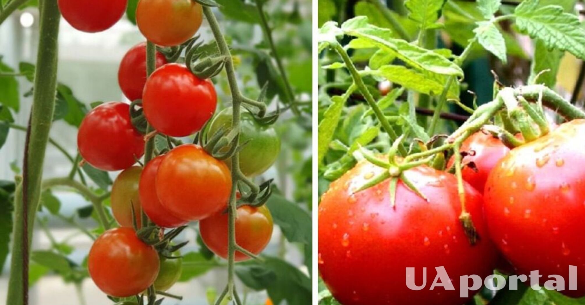 Обязательно добавьте это при посадке рассады: лучшее удобрение для помидоров