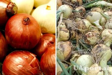 Як виростити цибулю солодкою: поради городників