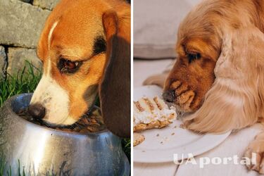 Dog is always hungry: why you should raise an alarm