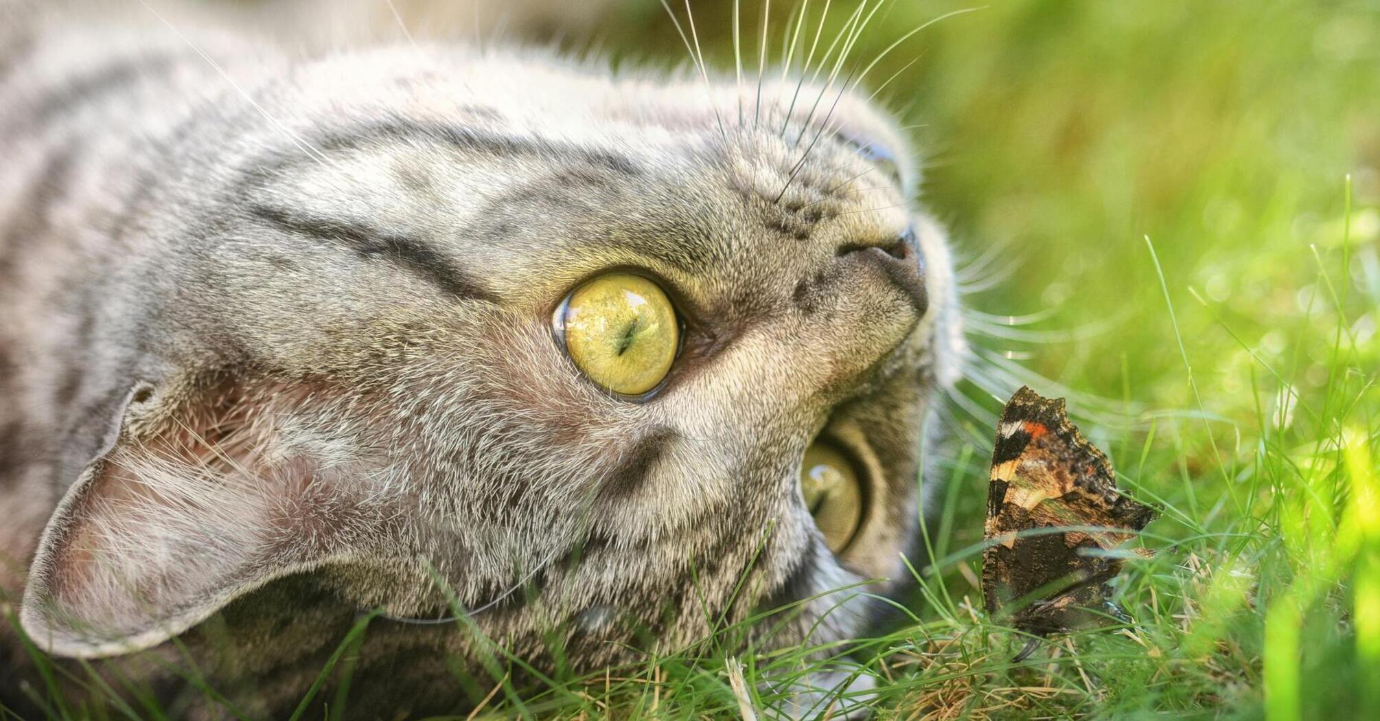 Науковці визначили, яка порода котів живе найдовше