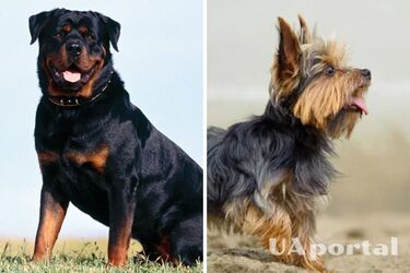 Loud friends: top 5 dog breeds that bark the most
