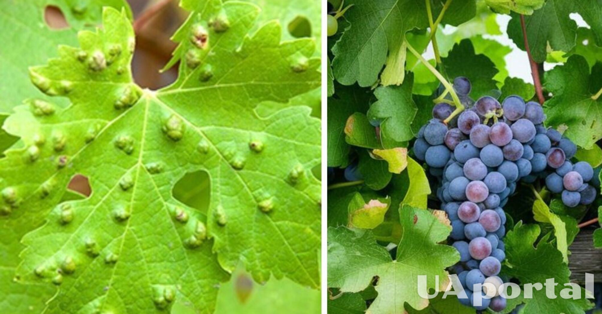 Как обработать виноград от тли и клещей: секрет садоводов