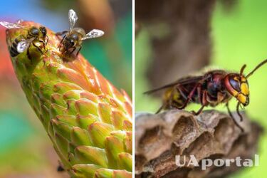 How to drive wasps away from the house: an effective life hack