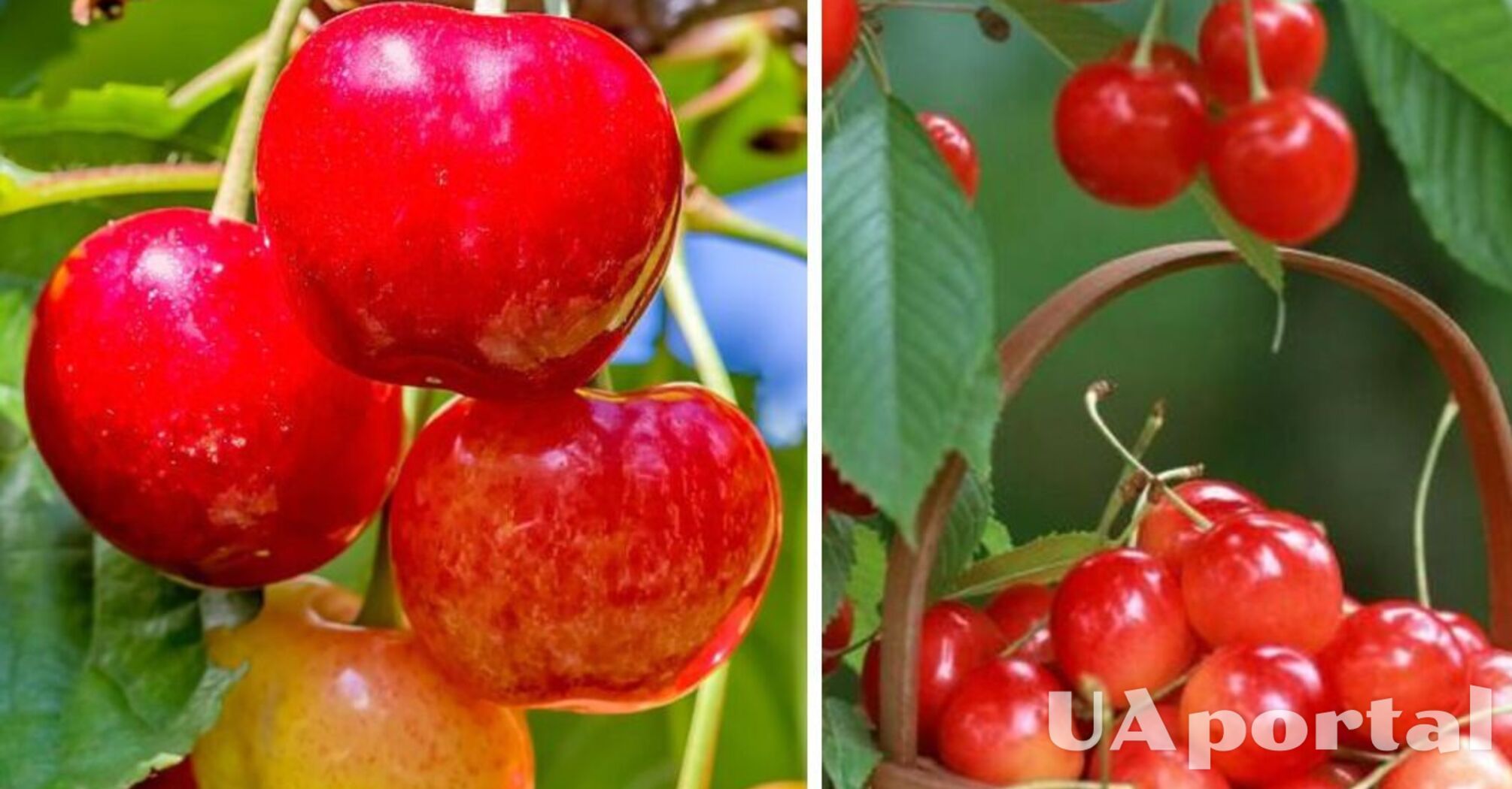 Как подкармливать деревья вишни и черешни в мае для богатого урожая
