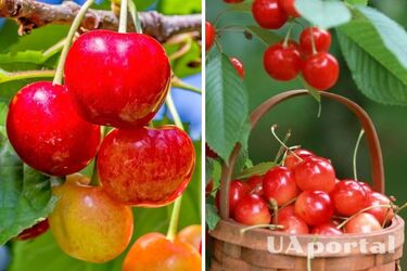 Чем удобрять вишневые деревья