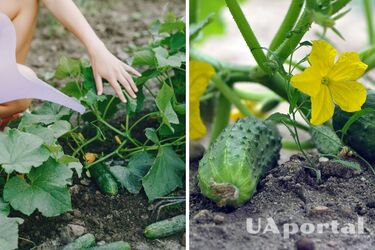 Як підгодовувати огірки при посадці у відкритий ґрунт