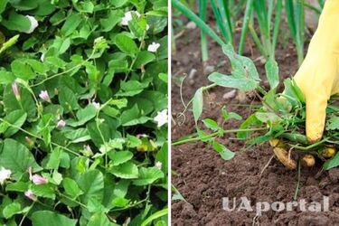 Як вивести бур‘ян берізку з городу: лайфхаки від городників