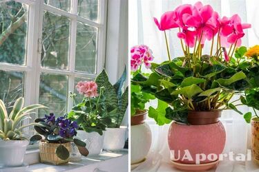 Какие комнатные растения нельзя держать на подоконнике.