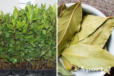 Why should you burn a bay leaf at home: you will be amazed