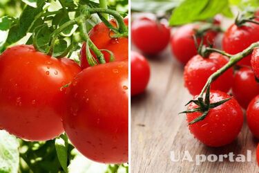На що звернути увагу при виборі помідорів: господині дали корисні поради