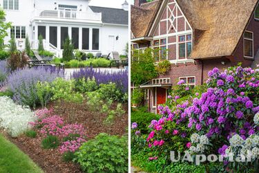 Какие кусты приносят счастье и благополучие в дом