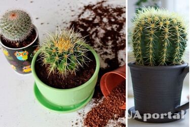 What does the fall of a cactus mean