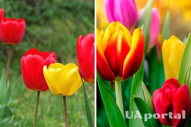 Ну всі про це знають: що робити з тюльпанами, які відцвіли