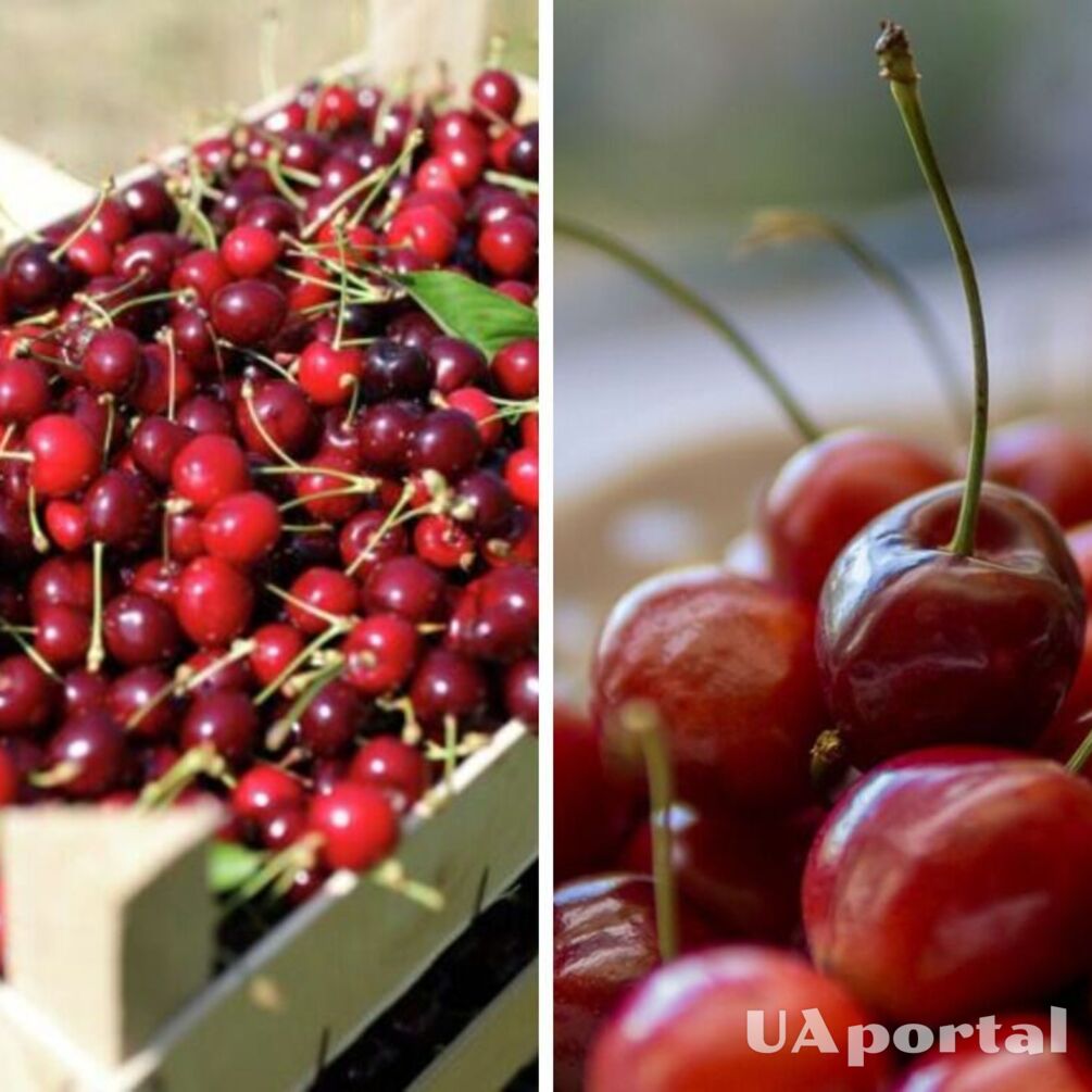 How to choose the most delicious cherries: 5 simple tips