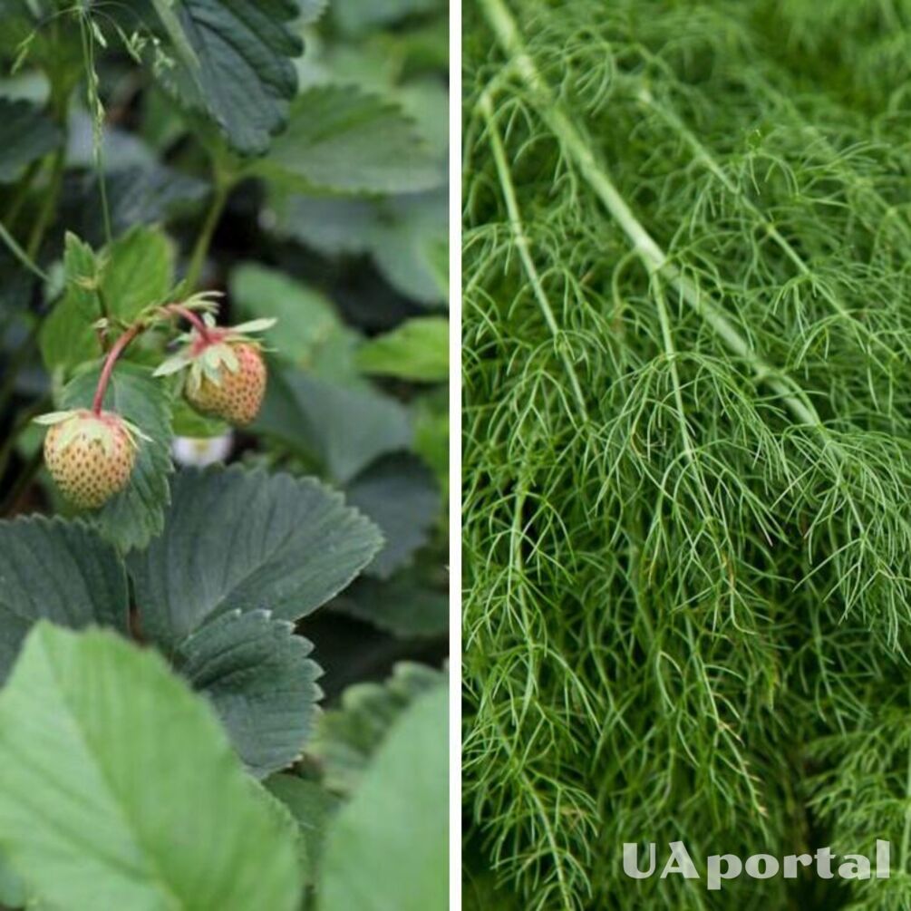 Why sow dill near strawberries: the secret of experienced gardeners