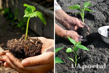 Як правильно пересадити розсаду у відкритий ґрунт