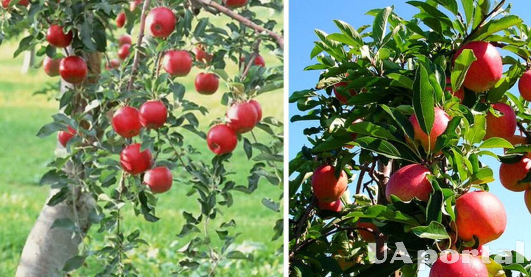 Как ухаживать за яблоней, чтобы яблоки не гнили на дереве