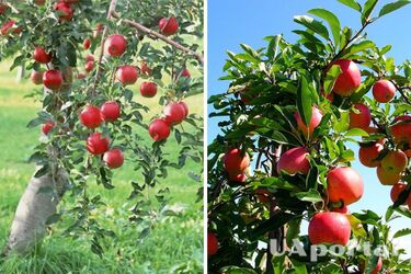 Як доглядати яблуню, щоб яблука не гнили на дереві