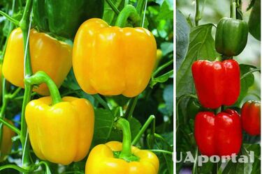 Як правильно садити солодкий перець у відкритий ґрунт