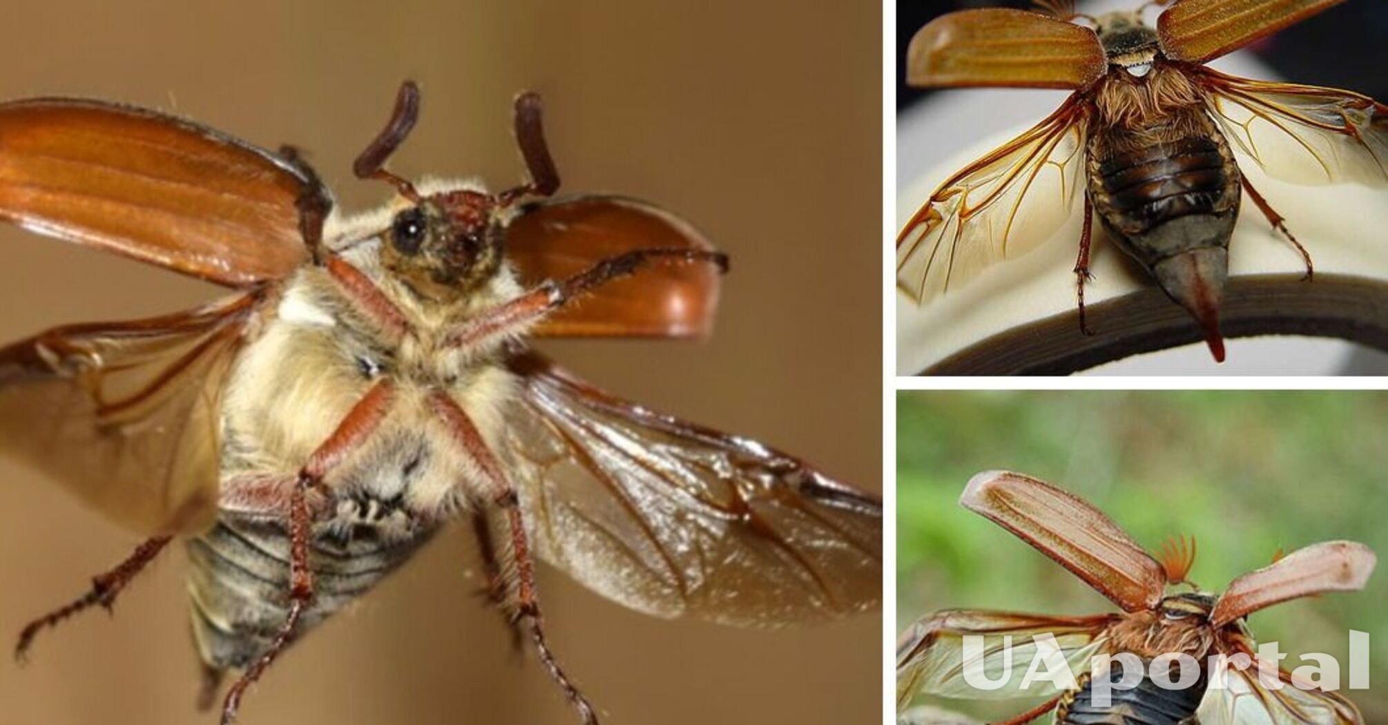 Как вывести майских жуков из сада: действенные способы без химикатов