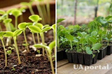 It will sprout twice as fast: gardeners gave advice on how to accelerate seedling growth