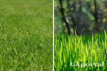 Як виростити пишний та зелений газон: садівники дали корисні поради
