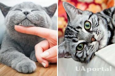 Можуть призвести до тяжкого отруєння та навіть смерті: які квіти категорично не можна вирощувати в саду, якщо у вас є кіт