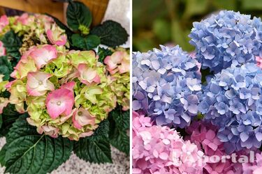 Садівники пояснили, як легко посилити цвітіння гортензії