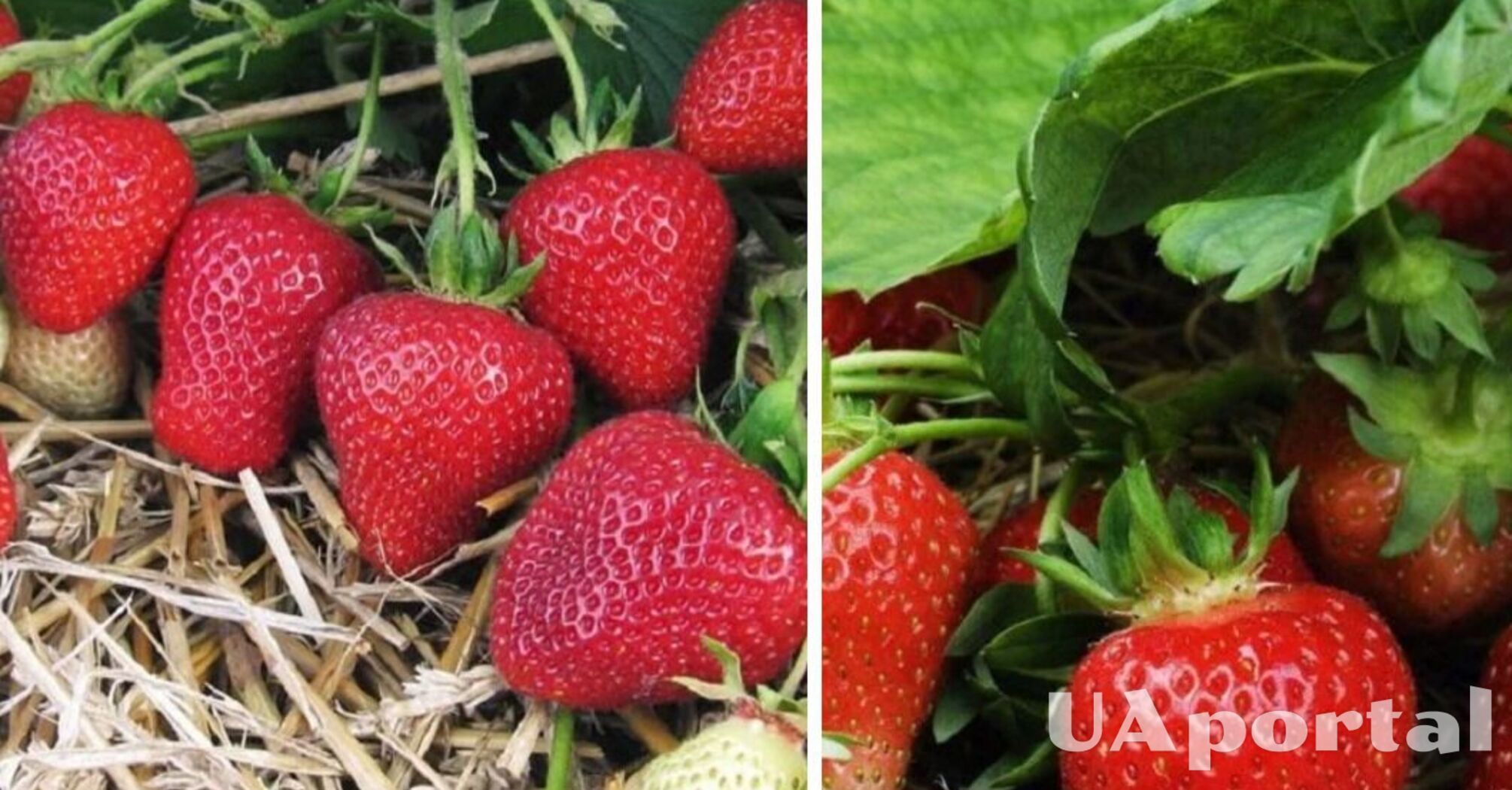 Як врятувати полуницю від заморозків: городники поділились секретами порятунку ягоди 