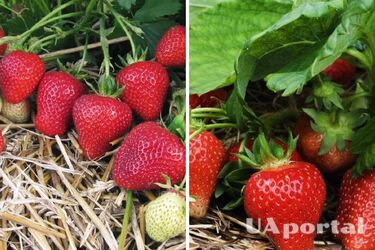 Як врятувати полуницю від заморозків: городники поділились секретами порятунку ягоди