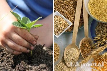 Как подкармливать растения на огороде с помощью гречки