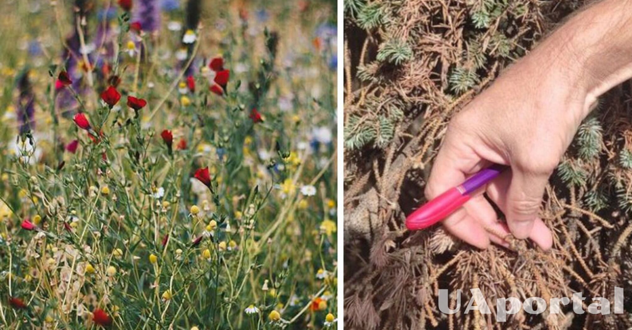 Often sick: what plants should not be planted in your garden