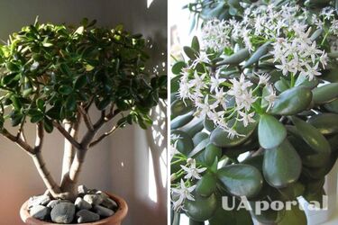 Будет радовать пышным цветом: как ухаживать за денежным деревом