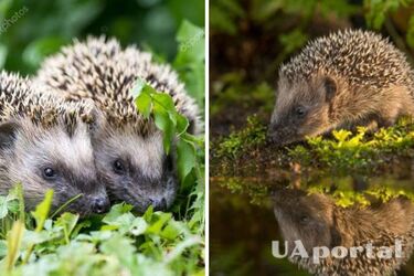 Полезный друг: садоводы подсказали, чем полезны ежи для дачного участка