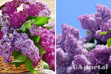 Как самостоятельно вырастить сирень: советы садоводов