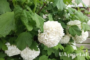 Ці кущі кращі за гортензії та менш вибагливі: як виростити снігову кулю Бульденеж