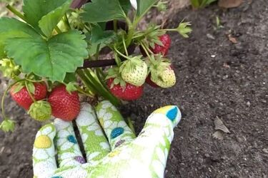 Клубника не будет касаться почвы и не будет гнить: простой лайфхак с чулками