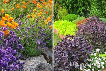 Мухи будут вам не страшны: топ-5 отгоняющих насекомых растений