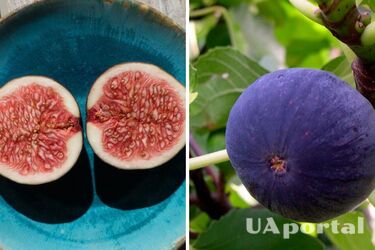 Экзотика в вашем саду: как самостоятельно вырастить инжир