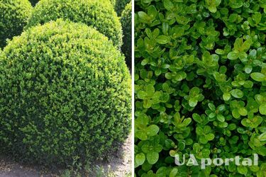 Изумрудная красота у дома: как сажать и ухаживать за самшитом