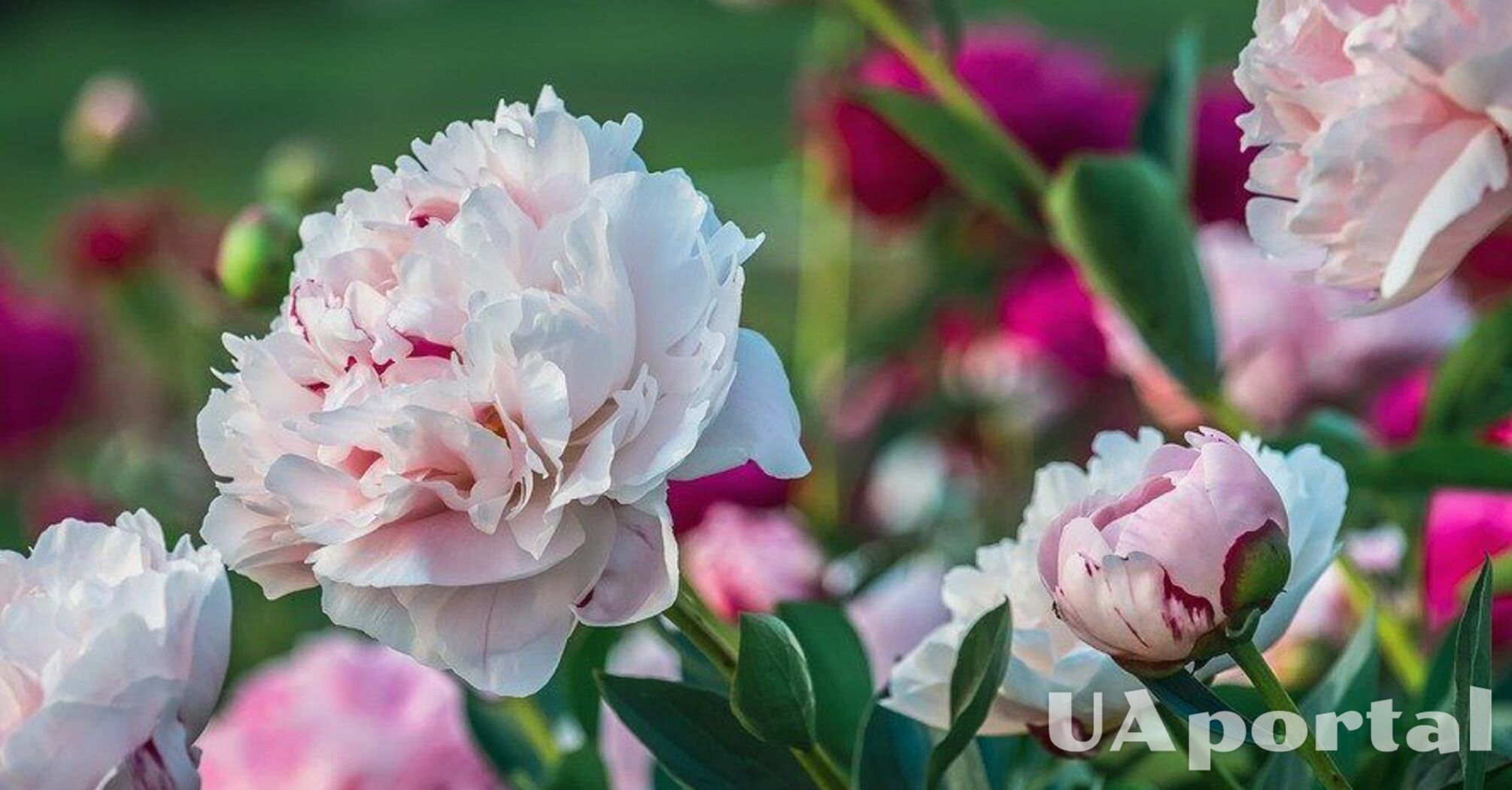 Why peonies do not bloom: gardeners named 5 main reasons
