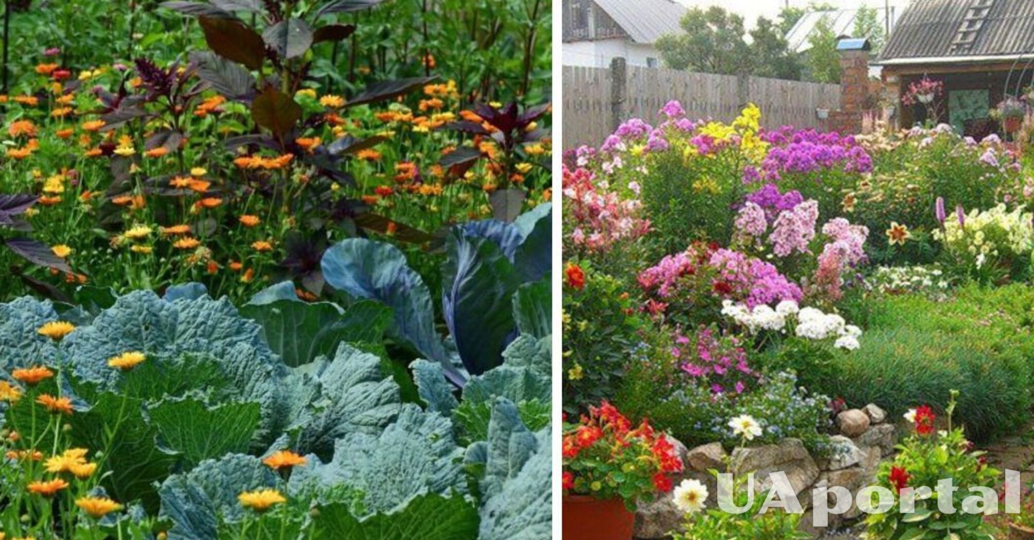 Які види квітів не варто садити біля овочів, щоб не зіпсувати врожай