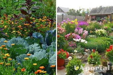 Какие цветы нельзя сажать у овощей