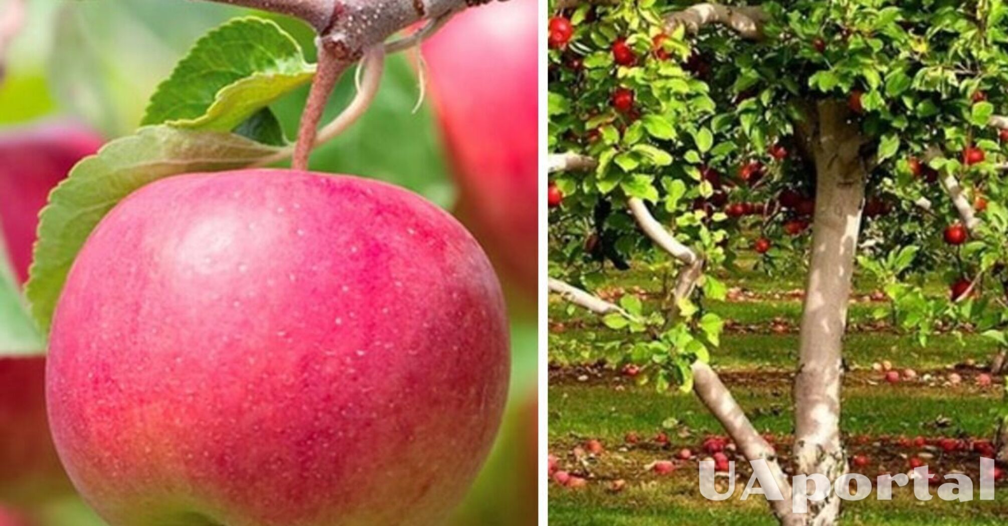 No harvest: in which places you can't plant fruit trees